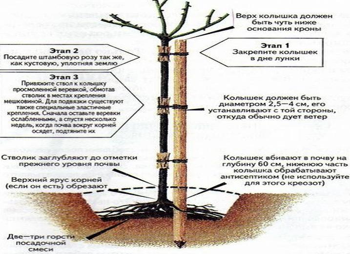 Ешьте не менее 5 горстей
